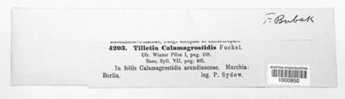 Tilletiaceae image
